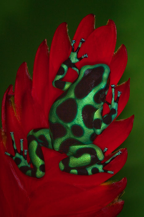 Turquoise morph of Green and Black Poison Dart Frog (Dendrobates Auratus)