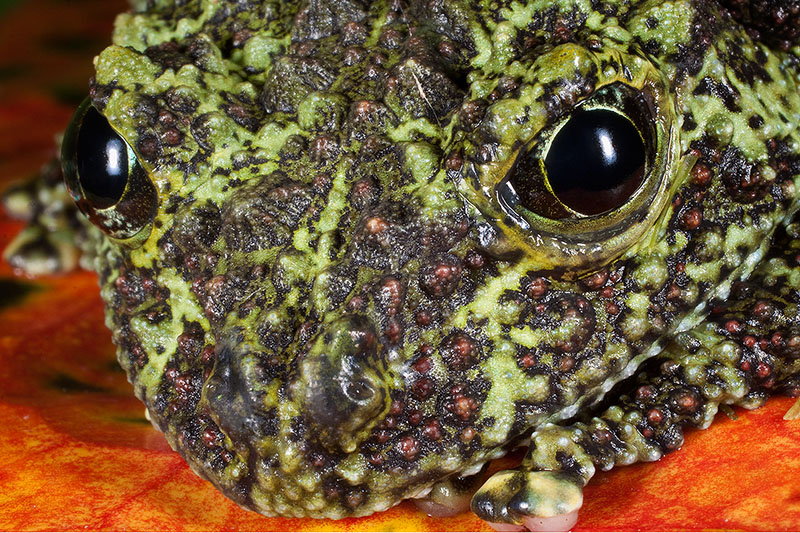 Close-up of Vietnamese Mossy Frog (Theloderma Corticale)