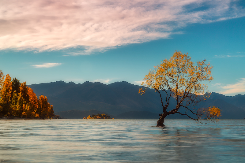 Golden Tree | Wanaka Lake, New Zealand | Ken Koskela Photography