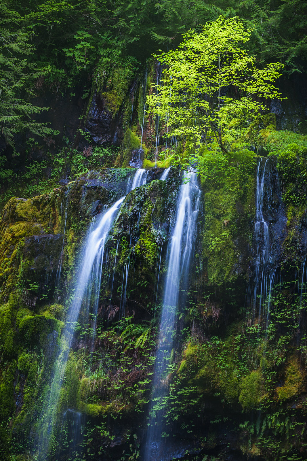 A triple waterfall decorates the interior of a lush green forest.