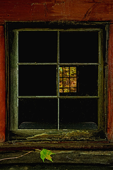 A cabin window hidden in the middle of a forest of Birch trees