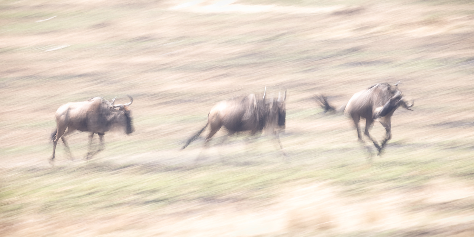 Wildebeests running in Kenya's Masai Mara during the Great Migration as they approach the Mara River crossing.