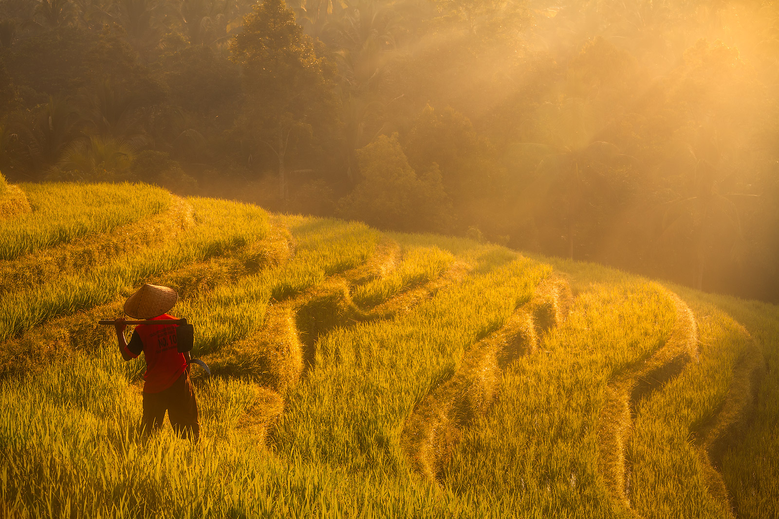 A rice farmer takes a short break to admire the morning light beams coming through the trees.
