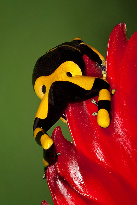 Yellow-Banded Poison Dart Frog climbing on a red leaf