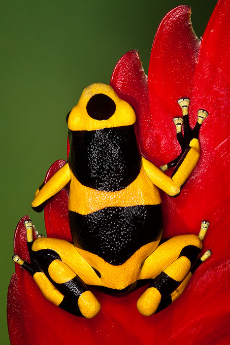 Bumblebee Poison Frog (Dendrobates Leucomelas) on red leaf