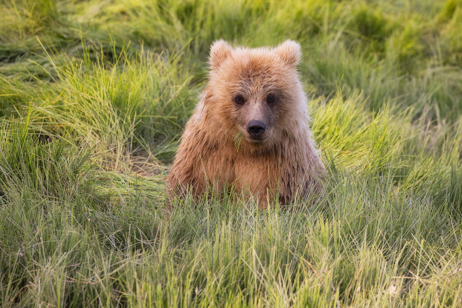 Posing A young brown bear posing for a portrait.