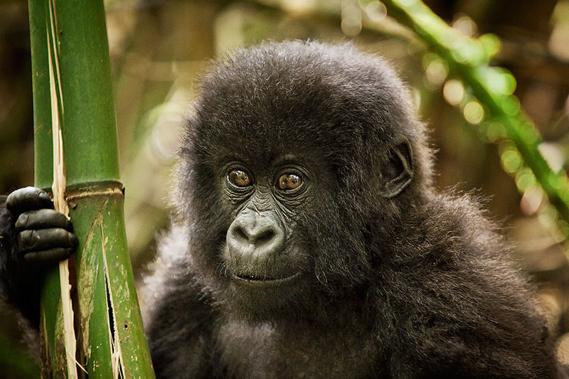 Portrait of young Rwandan mountain gorilla