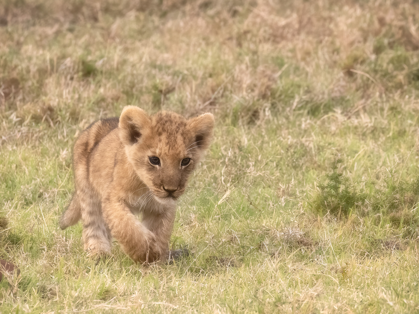 An adorable 3-week old lion cub exploring the plains of the Masai Mara.