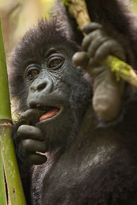 Young mountain gorilla playing with bamboo