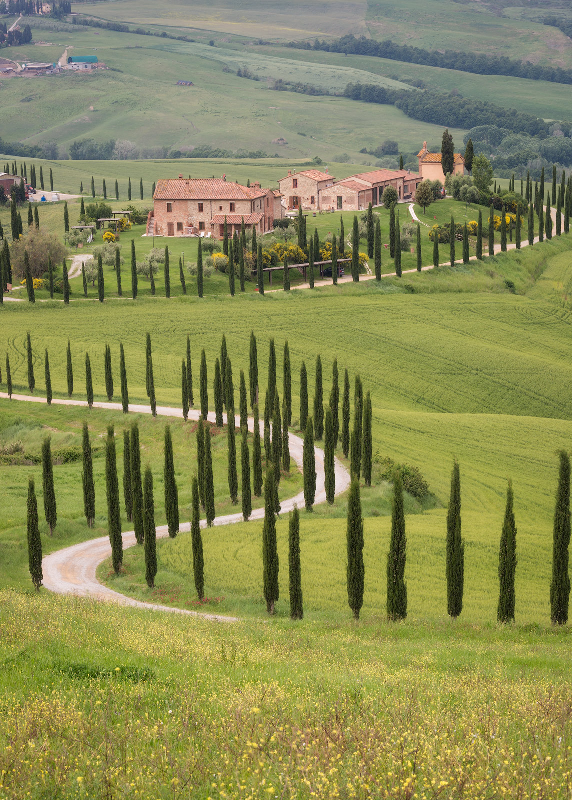 Cyprus trees line a street through the hills of Tuscany.